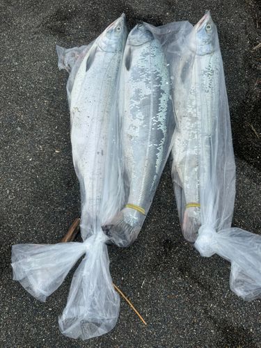 アキアジの釣果