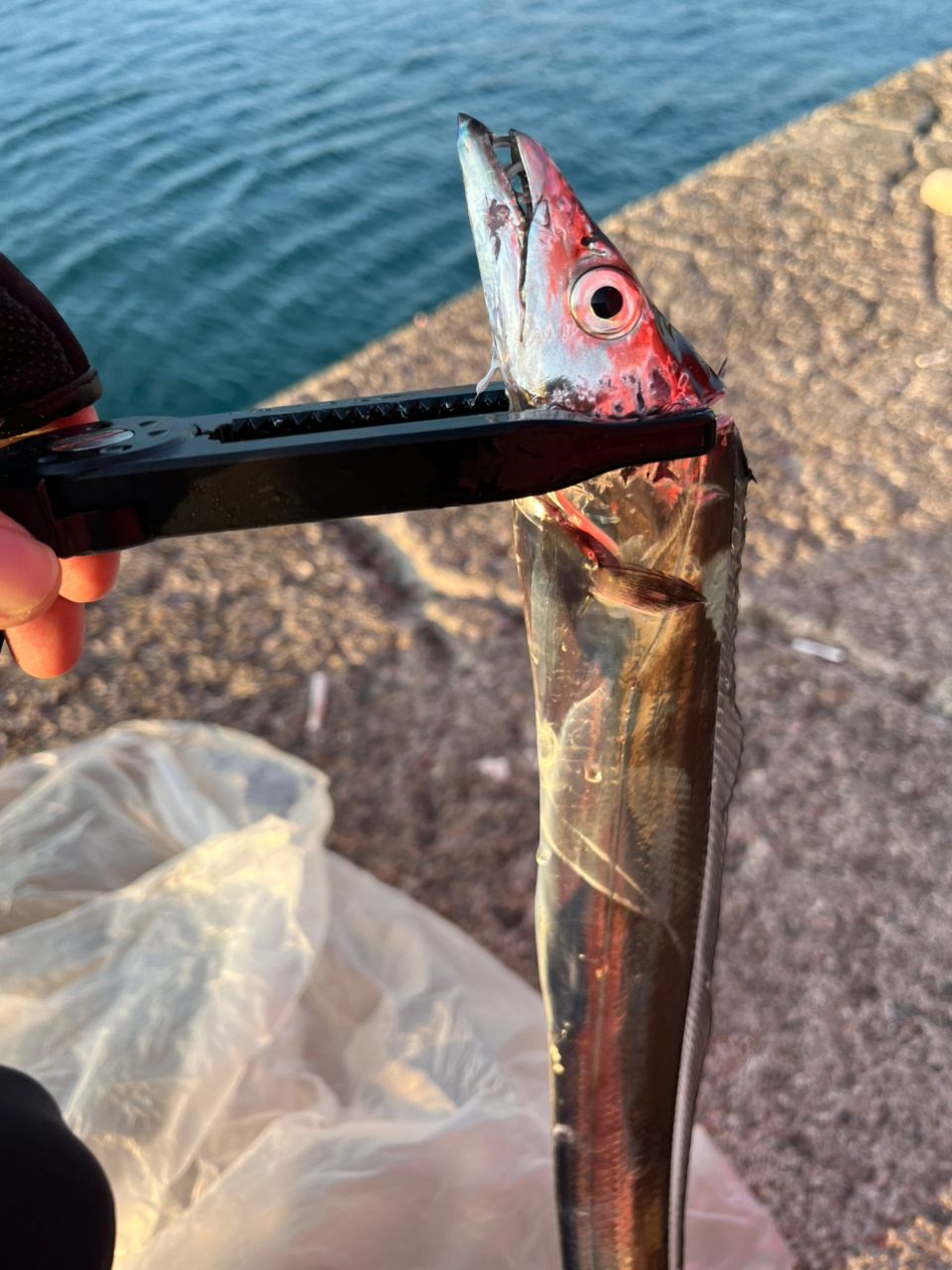 タチウオ