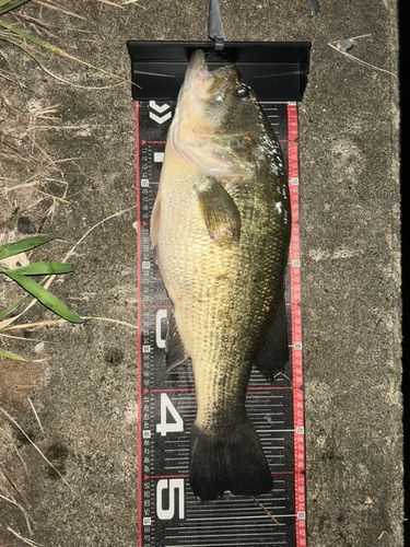 ラージマウスバスの釣果