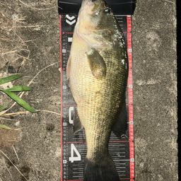 ラージマウスバス