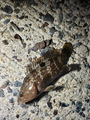 アコウの釣果