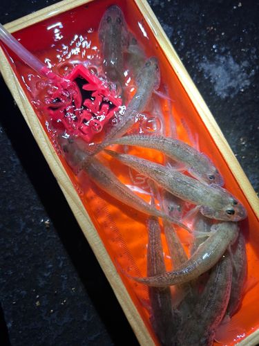 ハゼの釣果