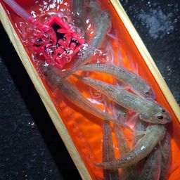 ハゼ