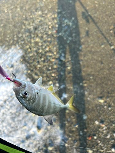 メッキの釣果