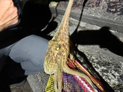 タコの釣果
