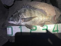 チヌの釣果