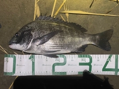 チヌの釣果
