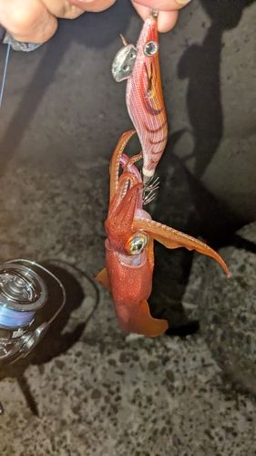 ケンサキイカの釣果