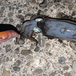 アオリイカ