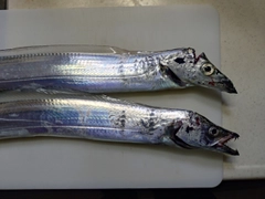 タチウオの釣果