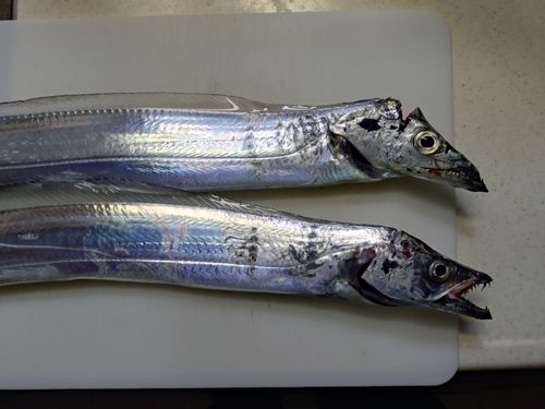 タチウオの釣果