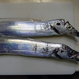 タチウオ