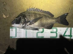チヌの釣果