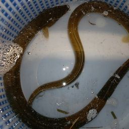 ウナギ
