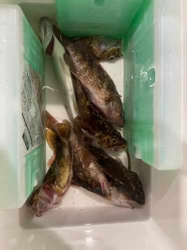 タケノコメバルの釣果