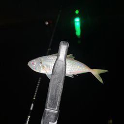 アジ