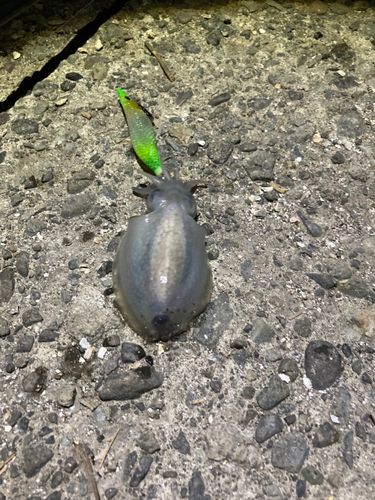 シリヤケイカの釣果