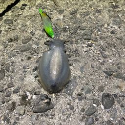 シリヤケイカ