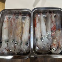 ケンサキイカ