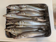 シロギスの釣果