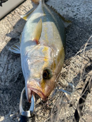シオの釣果