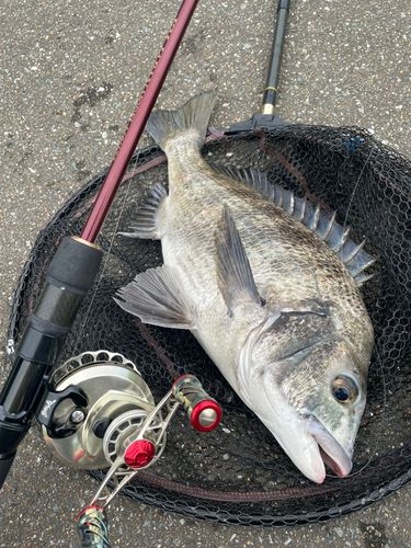 チヌの釣果