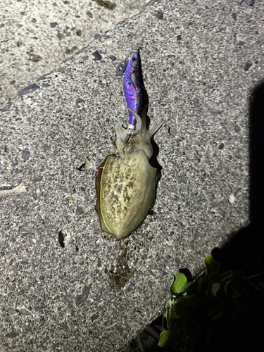 コウイカの釣果