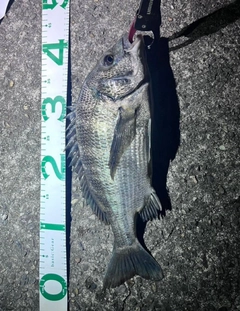 クロダイの釣果