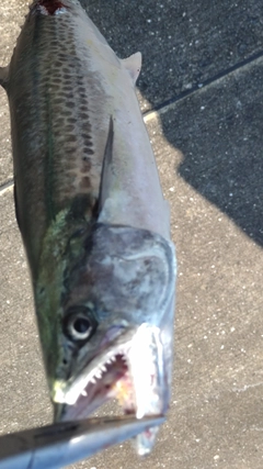 サゴシの釣果