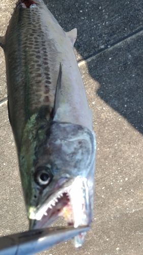 サゴシの釣果