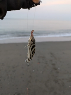 コトヒキの釣果