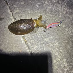 アオリイカ