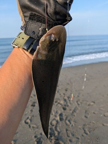 クロウシノシタの釣果