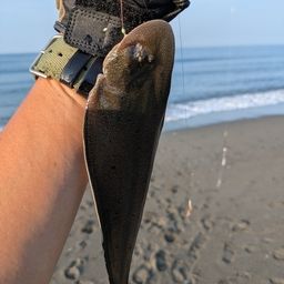 クロウシノシタ