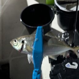 アジ