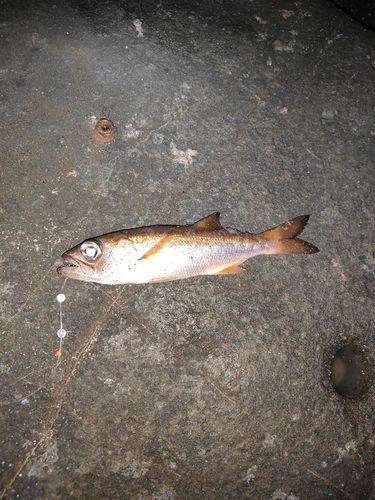 ムツの釣果
