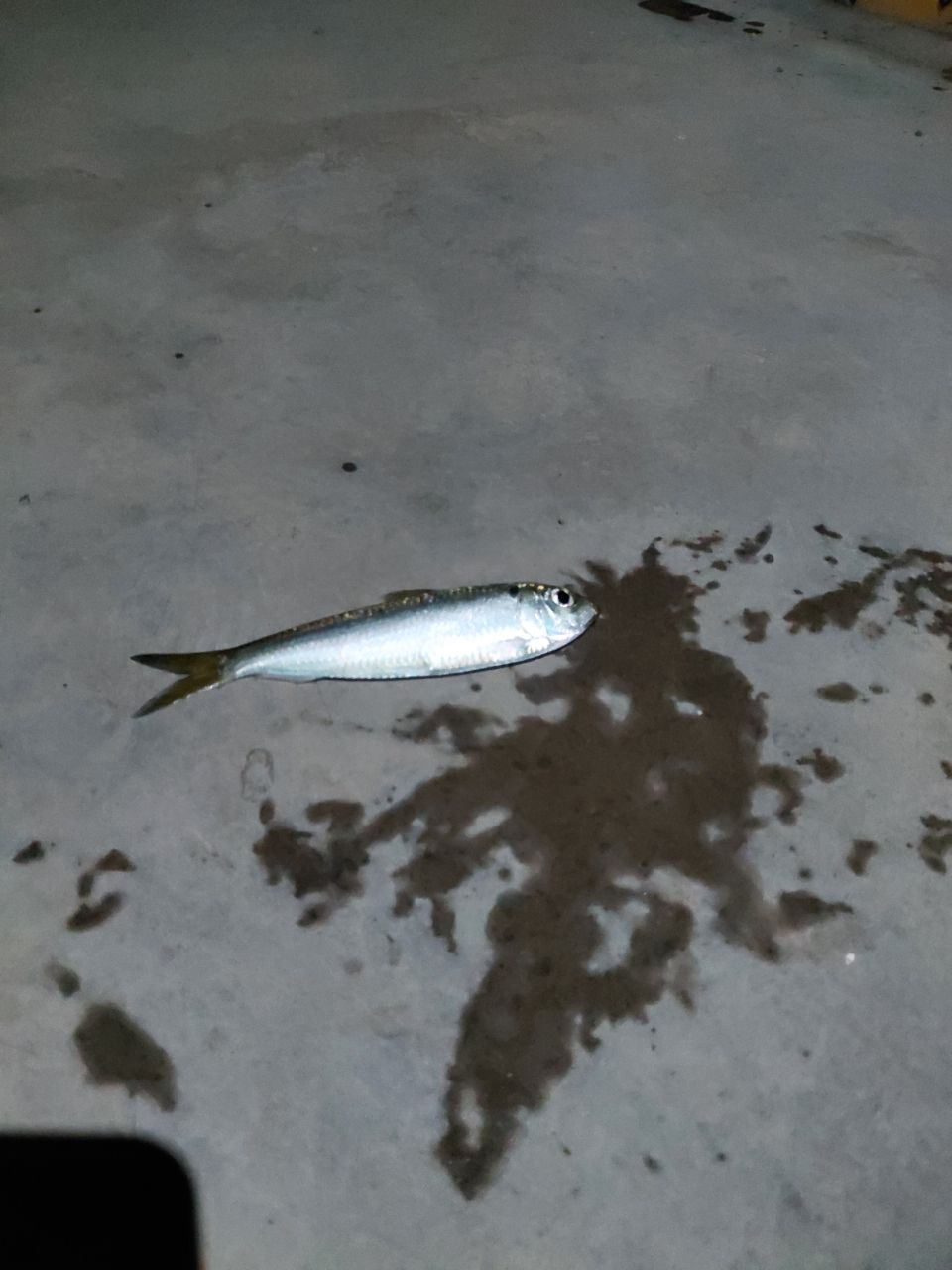 ママカリ