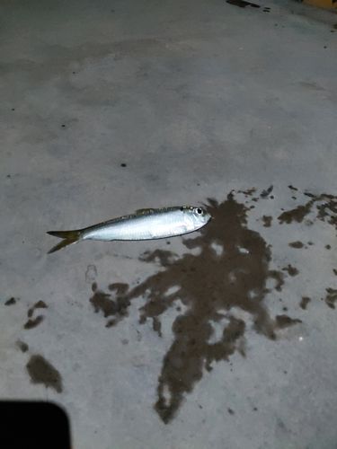ママカリの釣果