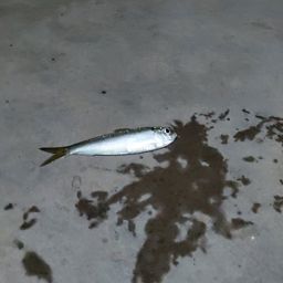 ママカリ