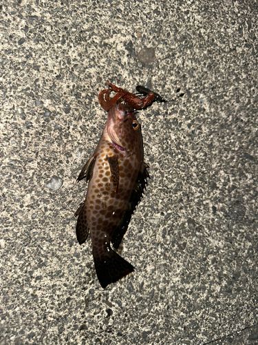 オオモンハタの釣果