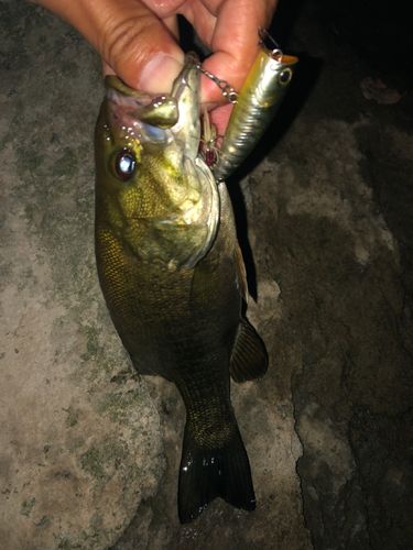スモールマウスバスの釣果