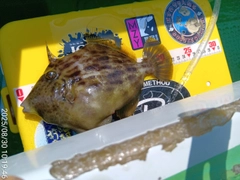 カワハギの釣果