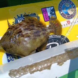 カワハギ