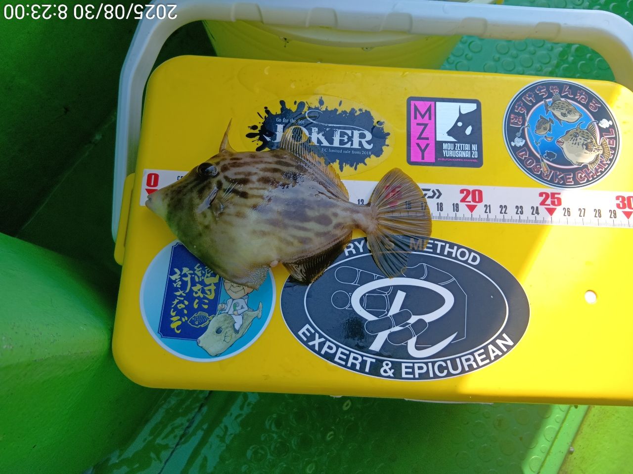 カワハギ