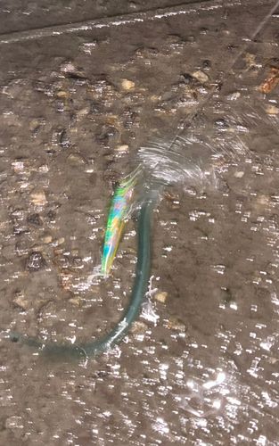ダツの釣果