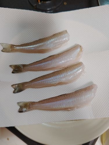 キスの釣果