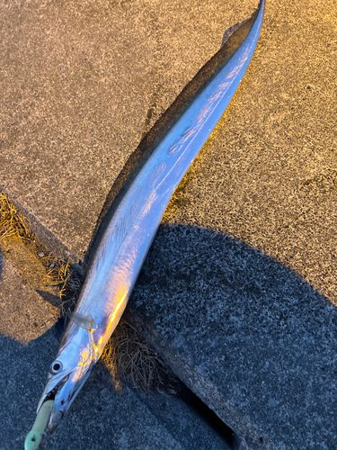 タチウオの釣果