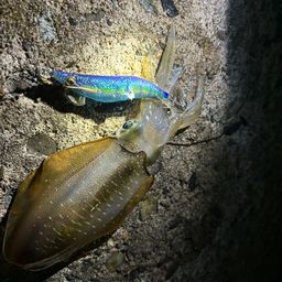 アオリイカ