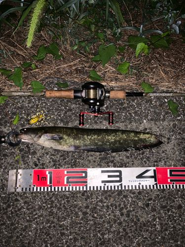 ナマズの釣果