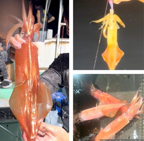 ケンサキイカの釣果